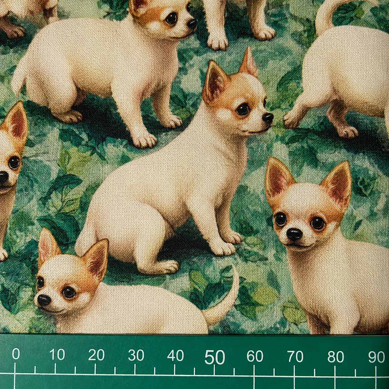 Chihuahua Garden — 3