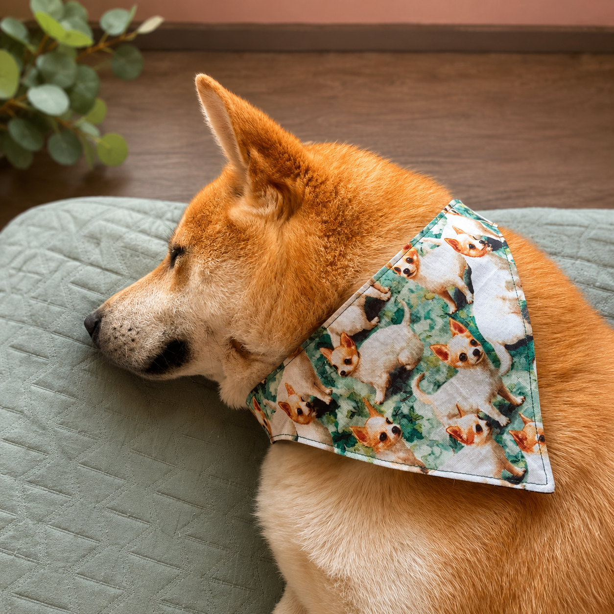 Chihuahua Garden — 2